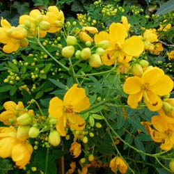 Cassia floribunda